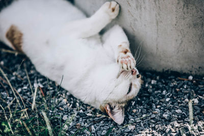 High angle view of cat lying on field