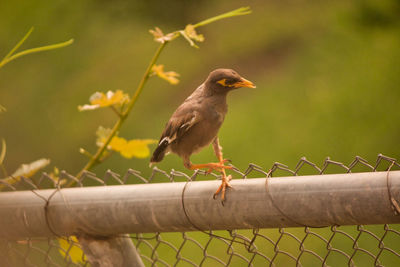 Bird perching on a fence