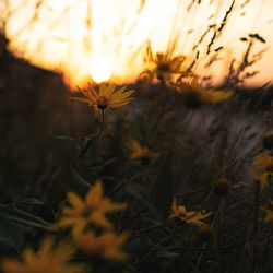 Close-up of flowering plants on field during sunset