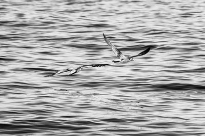 Bird flying over lake