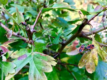 Close-up of butterfly on plant