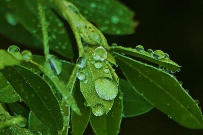 Close-up of wet plant leaves during rainy season