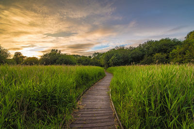 Dirt road amidst plants on field against sky