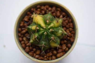 Close-up of cactus in potted plant