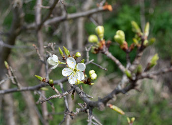 Close-up of white flowering plant