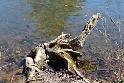 Trees in water