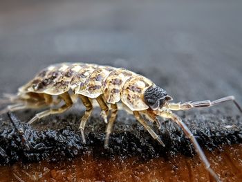 Close-up of insect