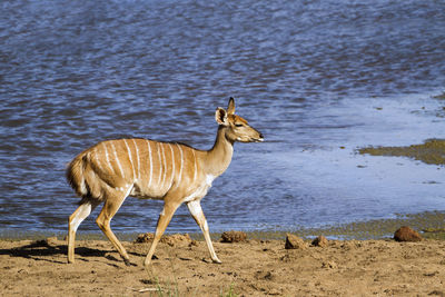 Nyalas walking by lake