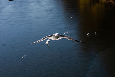 Seagull flying over lake