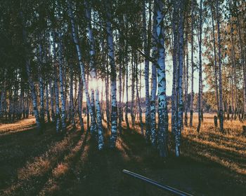 Trees on grassy field during sunny day