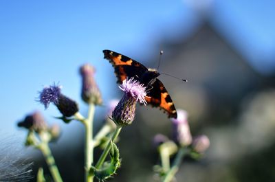 Close-up of butterfly pollinating on purple flower