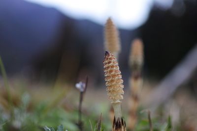 Close-up of flower against blurred background