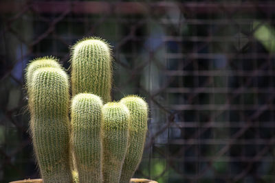 Close-up of succulent plant