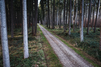 Road amidst trees in forest