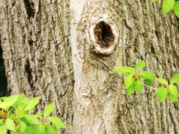 Close-up of lizard on tree trunk