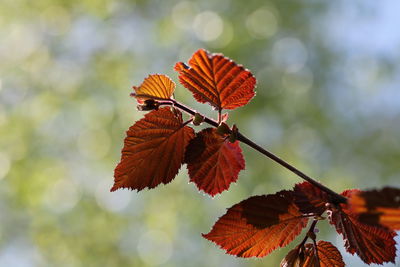 Low angle view of butterfly on plant during autumn