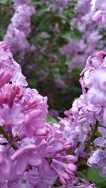 Close-up of pink flowers