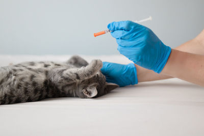 Close-up of cat lying on bed at home