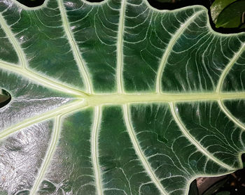 Full frame shot of leaf in water