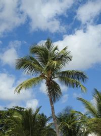 Low angle view of palm trees against sky