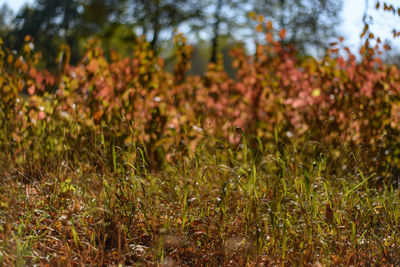 Close-up of flowering plants on field