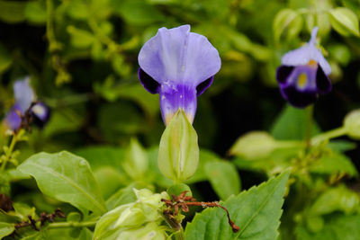 Close-up of purple flowering plant