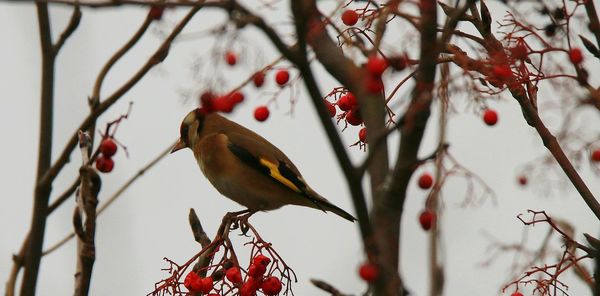 Low angle view of bird perching on branch