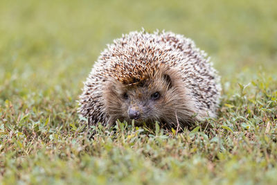 Close-up of an animal