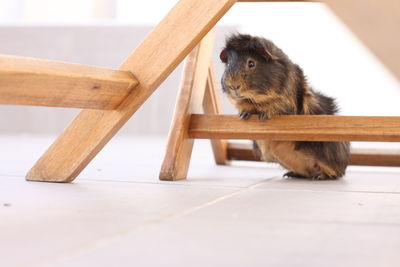 Close-up of a cat on wooden table