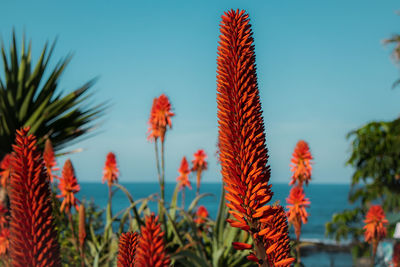 Close-up of orange flowering plants against sky