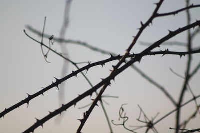 Close-up of thorns on twigs