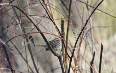 Bird perching on branch