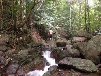 Scenic view of waterfall in forest