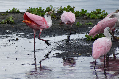 Angry roseate spoonbill platalea ajaja