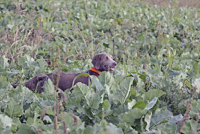 View of dog on plant