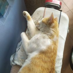 High angle view of cat sleeping in car