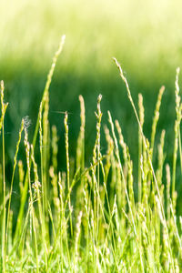 Close-up of crops growing on field