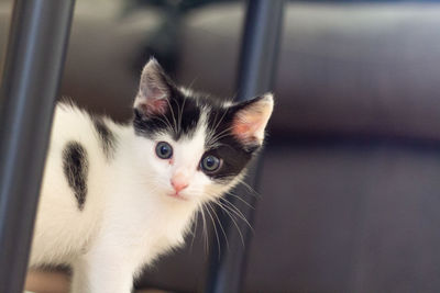 Close-up portrait of a cat