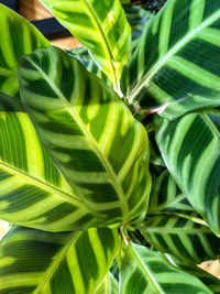 Close-up of fresh green leaves