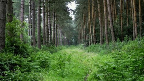 Trees in forest