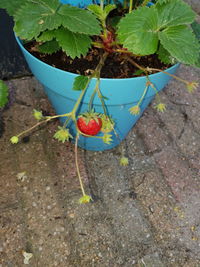 High angle view of potted plant on footpath