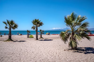 Palm trees on beach against clear blue sky