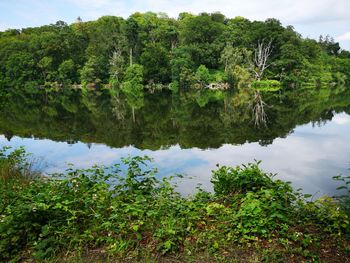 Reflection of trees in lake against sky
