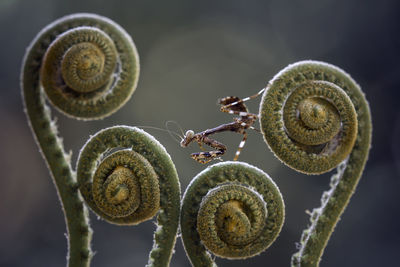 Brown mantish on fern