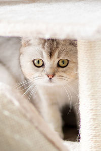 Close-up portrait of cat