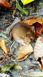 Close-up of an animal on leaf