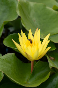 Close-up of insect on yellow water lily