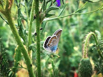 Colorful butterfly sitting on green plants