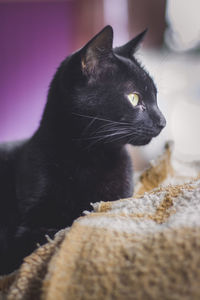 Close-up of cat looking away at home