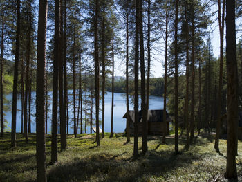 Trees on field in forest